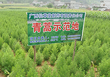 西森蒸汽涡街流量计 为仙草堂药业伟业添砖盖瓦